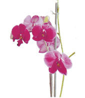 Dra. M� JOS�  MART�N  GUARINOS
