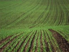 Alimentos ecol�gicos seguros