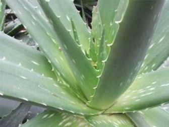 Foto Noticia Alimentos y bebidas elaboradas con aloe vera