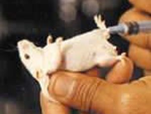 Foto Noticia Los alimentos transg�nicos afectan al crecimiento y a la capacidad reproductiva, seg�n un grupo cient�fico ruso