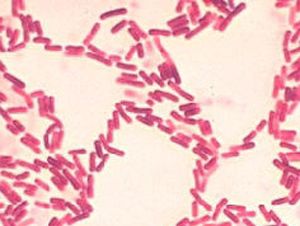 Foto Noticia Probi�ticos en ni�os para protegerles de la gripe